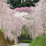 しだれ桜